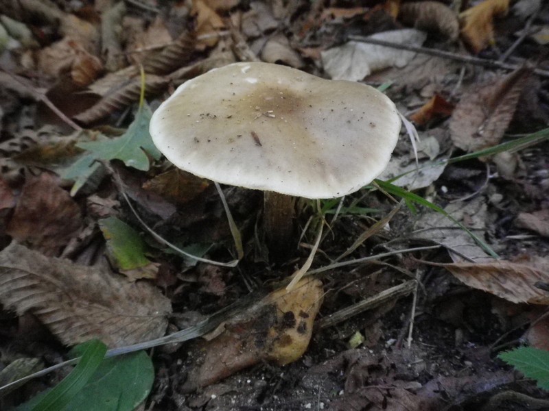 Cinque Parco pubblico